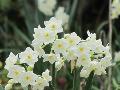 Grand Primo Narcissus / Narcissus tazetta 